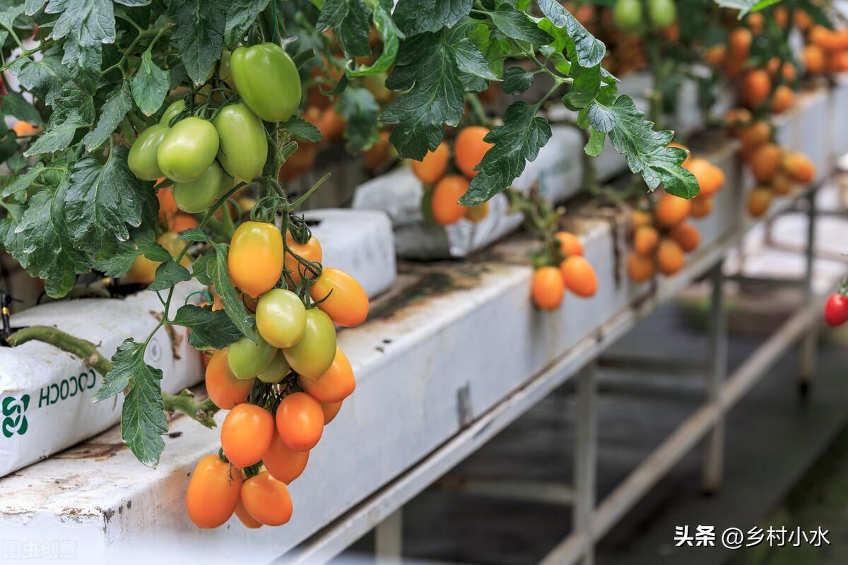 菜籽饼怎么发酵做肥料最简单的方法（各种饼肥如何快速发酵） 养花知识 第5张