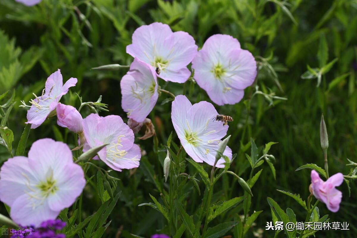 美女樱种子的种植方法和时间（美女樱种植技术要点） 养花知识 第2张