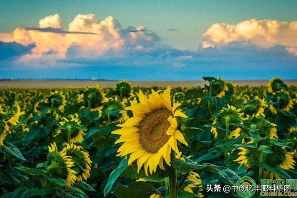 向日葵花的花期有多长（向日葵花什么季节开） 绿植养护 第2张