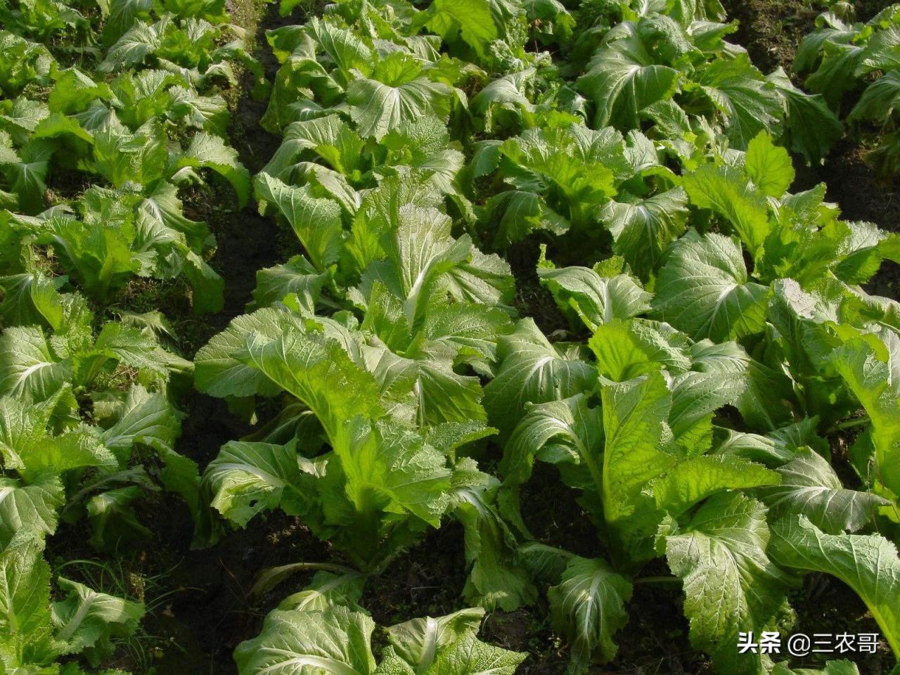 儿菜的种植方法及时间（儿菜种植技术和管理方法） 绿植养护 第3张