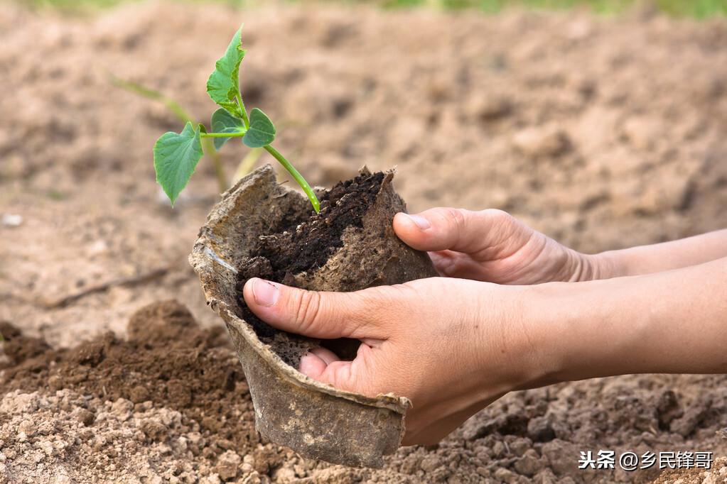 黄瓜的种植方法（黄瓜栽培技术和管理要点） 绿植养护 第3张