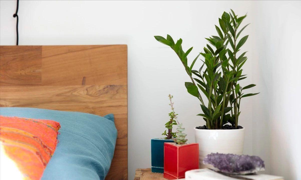 卧室放什么花对身体健康最好（3种净化空气的室内植物推荐） 植物与健康 第1张