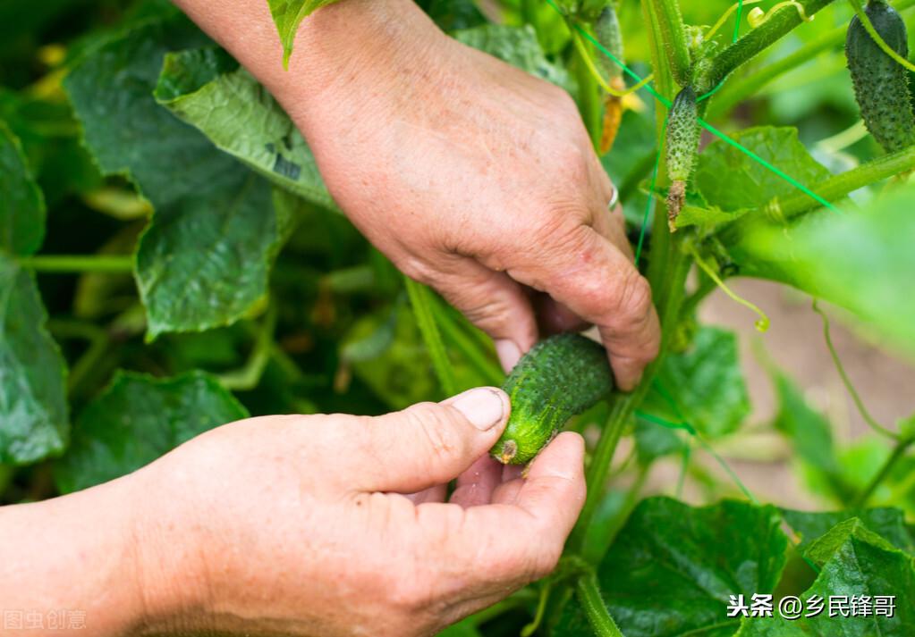 黄瓜的种植方法（黄瓜栽培技术和管理要点） 绿植养护 第6张