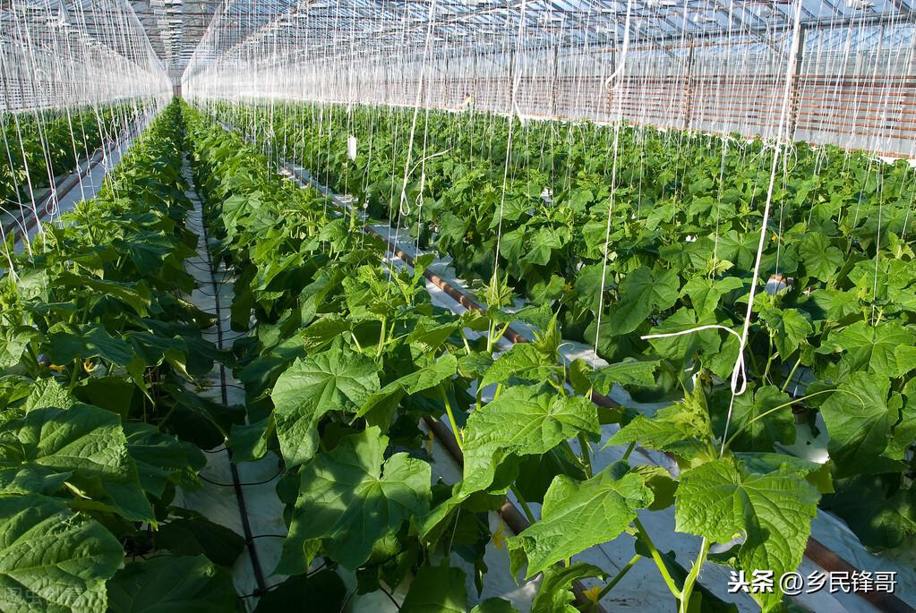黄瓜的种植方法（黄瓜栽培技术和管理要点） 绿植养护 第5张