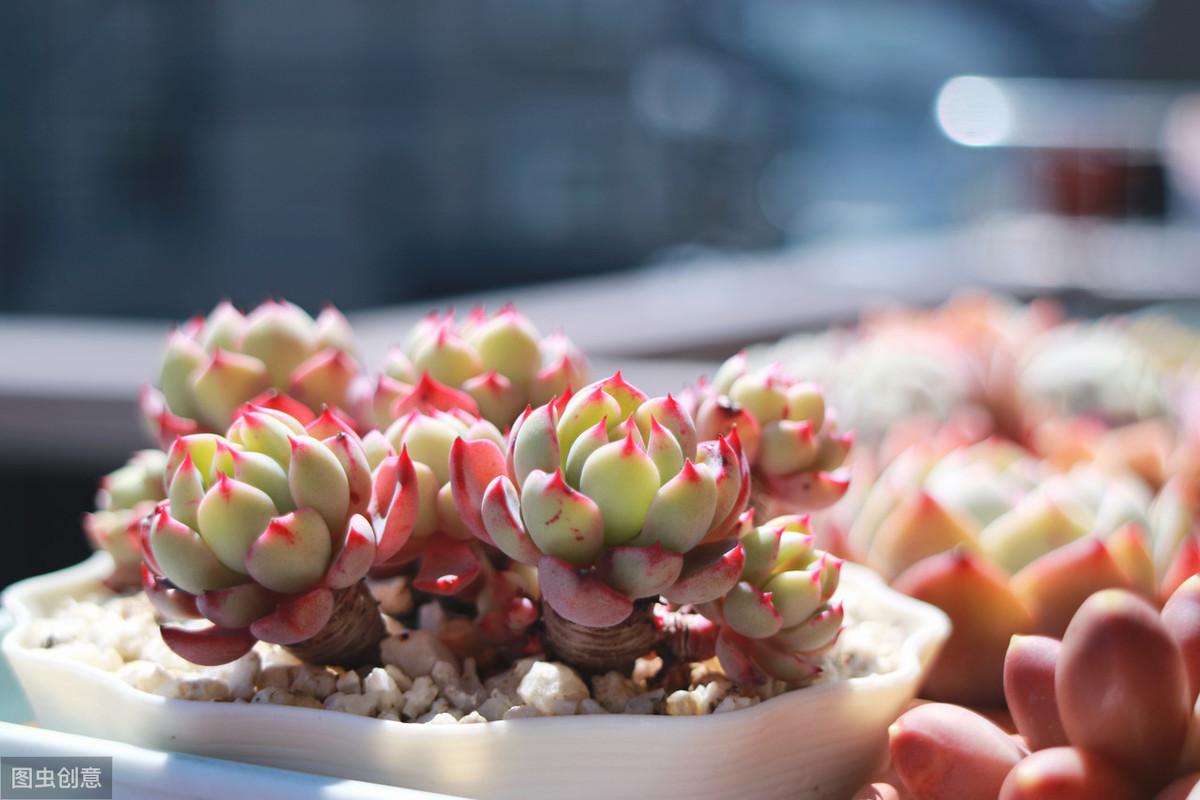 怎么养多肉才又矮又肥（多肉植物怎么养才能叶片肥厚） 多肉植物 第2张