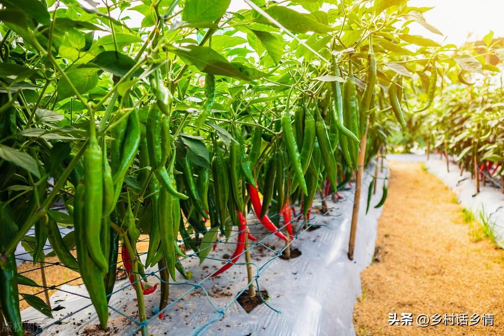 一年四季种植蔬菜时间表（春天的蔬菜有哪些） 绿植养护 第3张