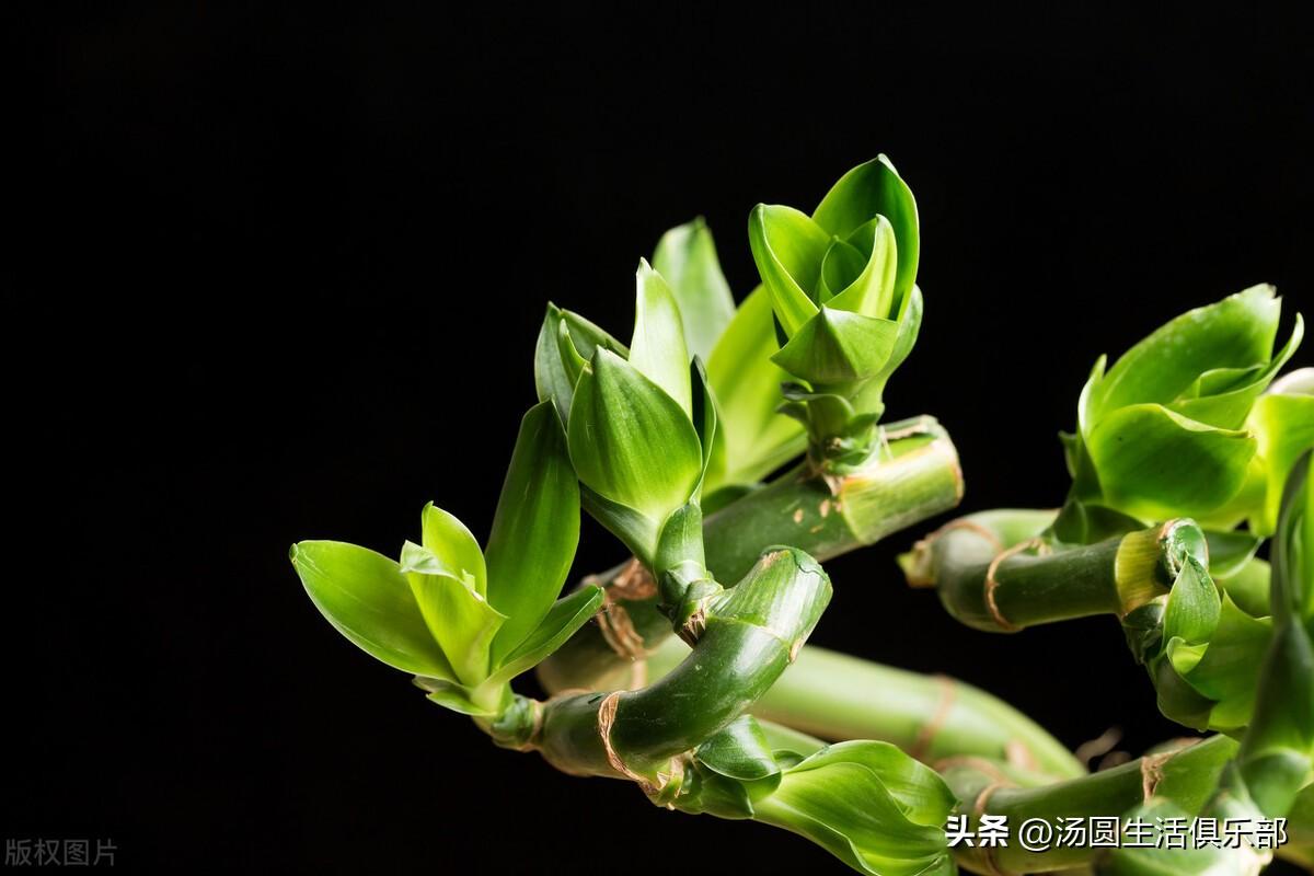 客厅电视两边摆什么植物旺财（6种宜养在客厅旺财的植物花卉） 植物百科 第10张