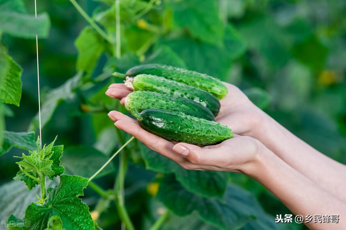 黄瓜的种植方法（黄瓜栽培技术和管理要点） 绿植养护 第7张