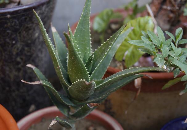 芦荟多久浇一次水合适（芦荟浇水四季法） 绿植养护 第1张