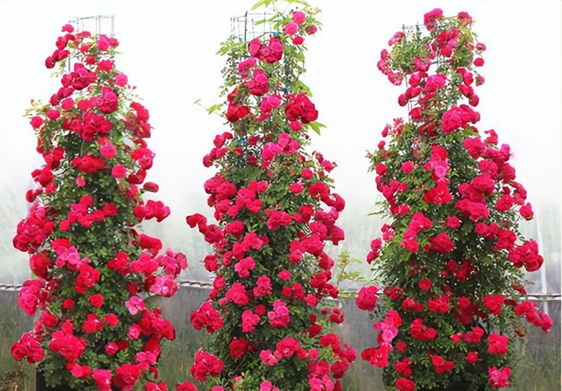 院子里种木香风水好吗如何养（木香花的种植养护方法） 养花知识 第2张