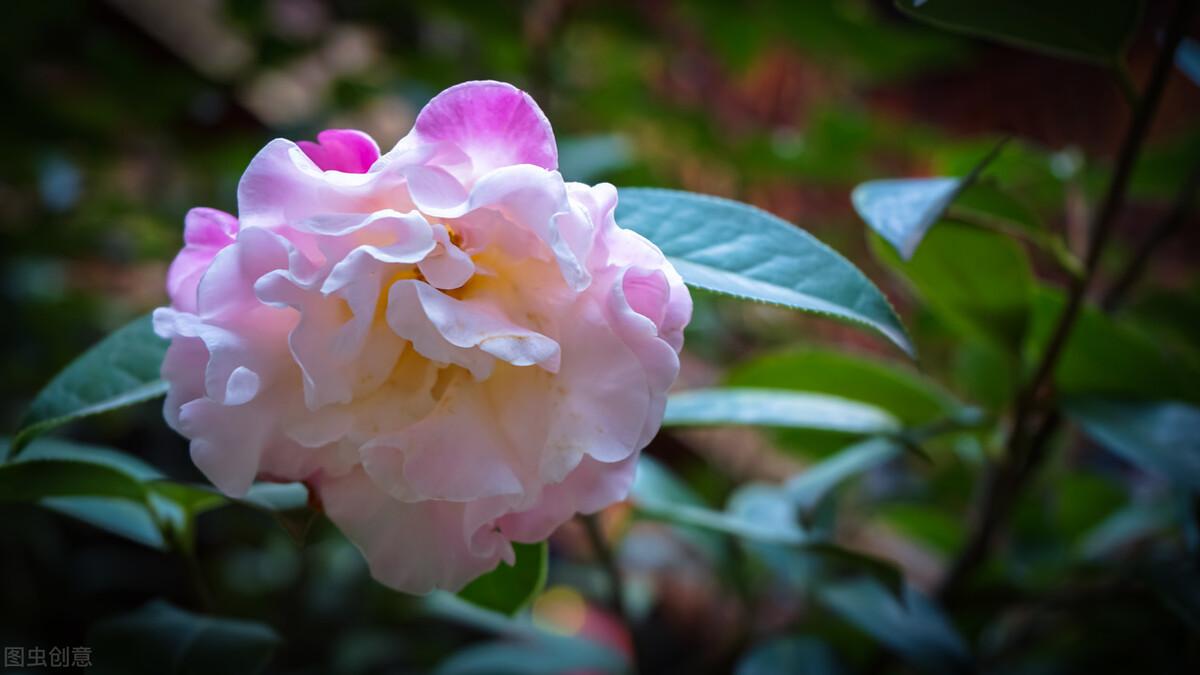 茶花树怎么养才长得好（茶花树花开败后养护方法） 养花知识 第3张