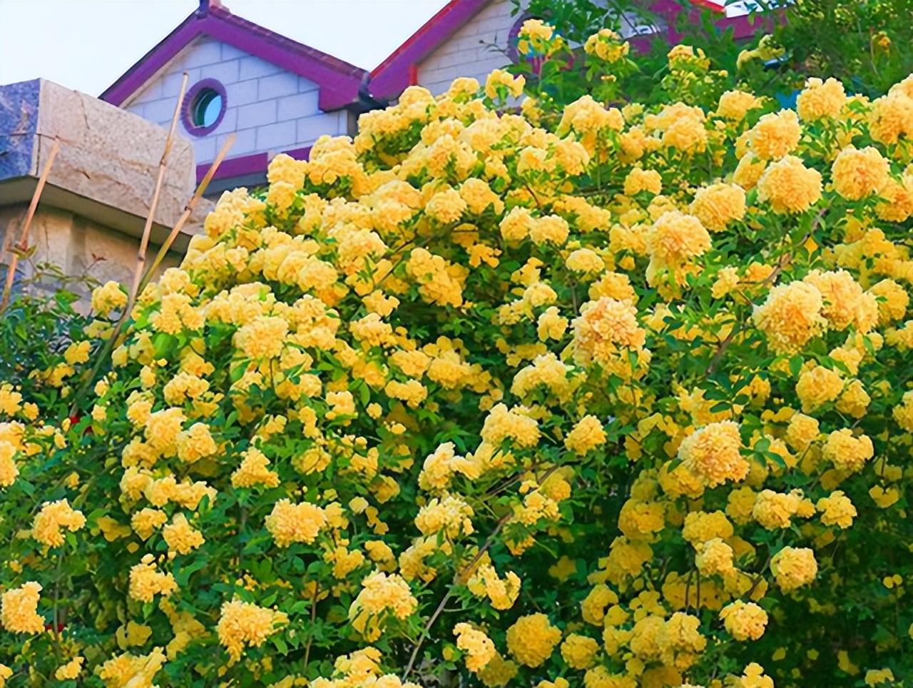 院子里种木香风水好吗如何养（木香花的种植养护方法） 养花知识 第1张