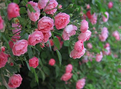蔷薇花的花语和传说（蔷薇花语象征与寓意） 植物百科 第2张