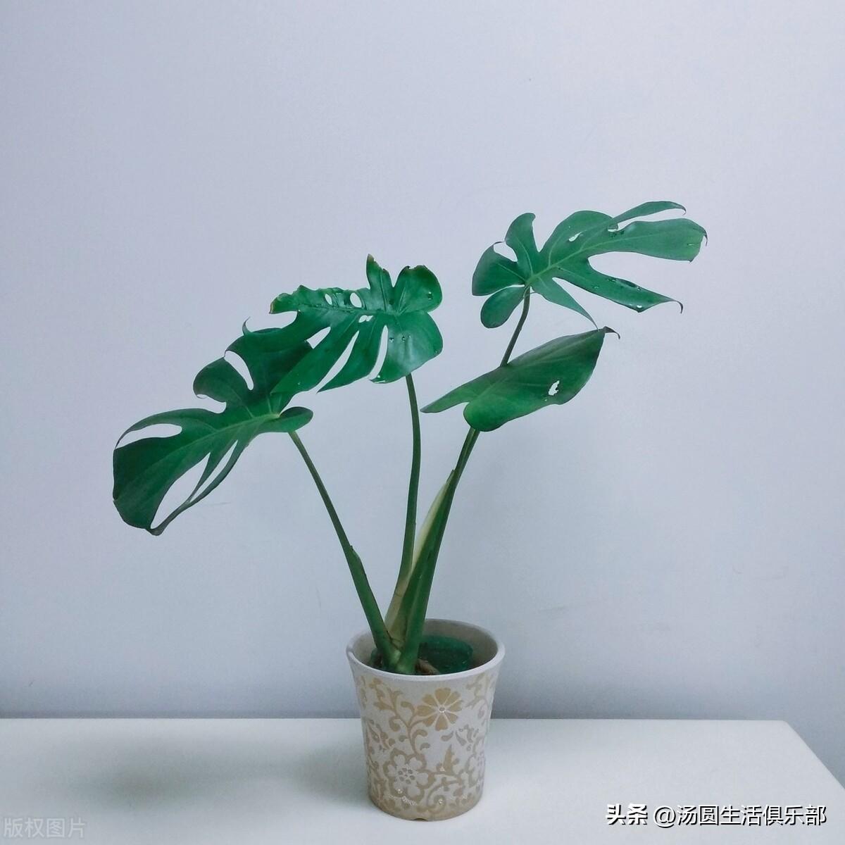 客厅电视两边摆什么植物旺财（6种宜养在客厅旺财的植物花卉） 植物百科 第7张