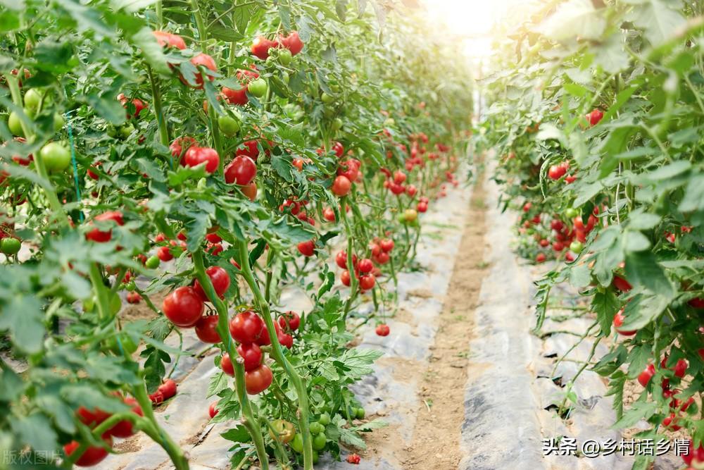 一年四季种植蔬菜时间表（春天的蔬菜有哪些） 绿植养护 第4张