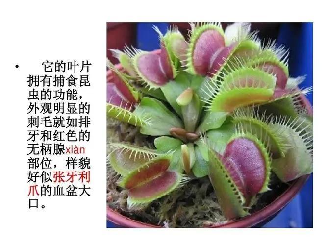 捕蝇草的养殖方法和注意事项 多肉植物 第8张