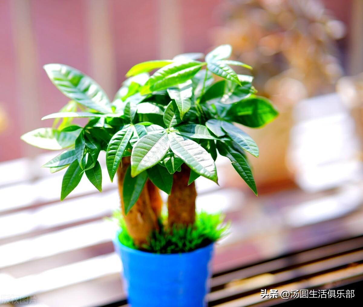 客厅电视两边摆什么植物旺财（6种宜养在客厅旺财的植物花卉） 植物百科 第2张