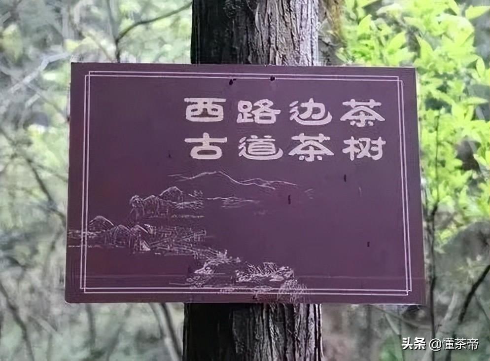 黑茶有哪些，你都喝过哪些？ 植物百科 第8张