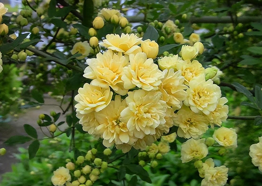 院子里种木香风水好吗如何养（木香花的种植养护方法） 养花知识 第4张