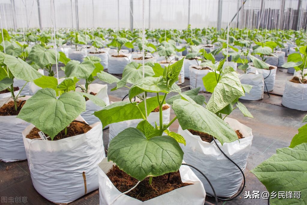 黄瓜的种植方法（黄瓜栽培技术和管理要点） 绿植养护 第2张