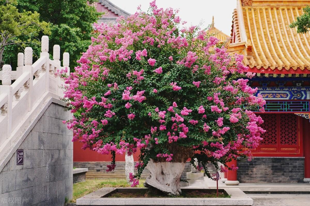 盘点庭院十大吉祥之树（家里种这10种树风水最好） 植物百科 第13张