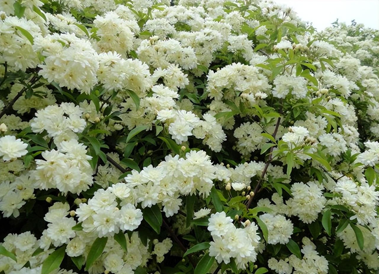 院子里种木香风水好吗如何养（木香花的种植养护方法） 养花知识 第8张