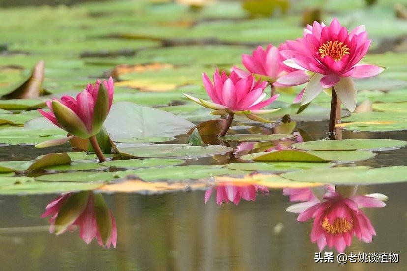 莲花荷花一样吗（荷花和莲花有什么区别） 养花知识 第3张