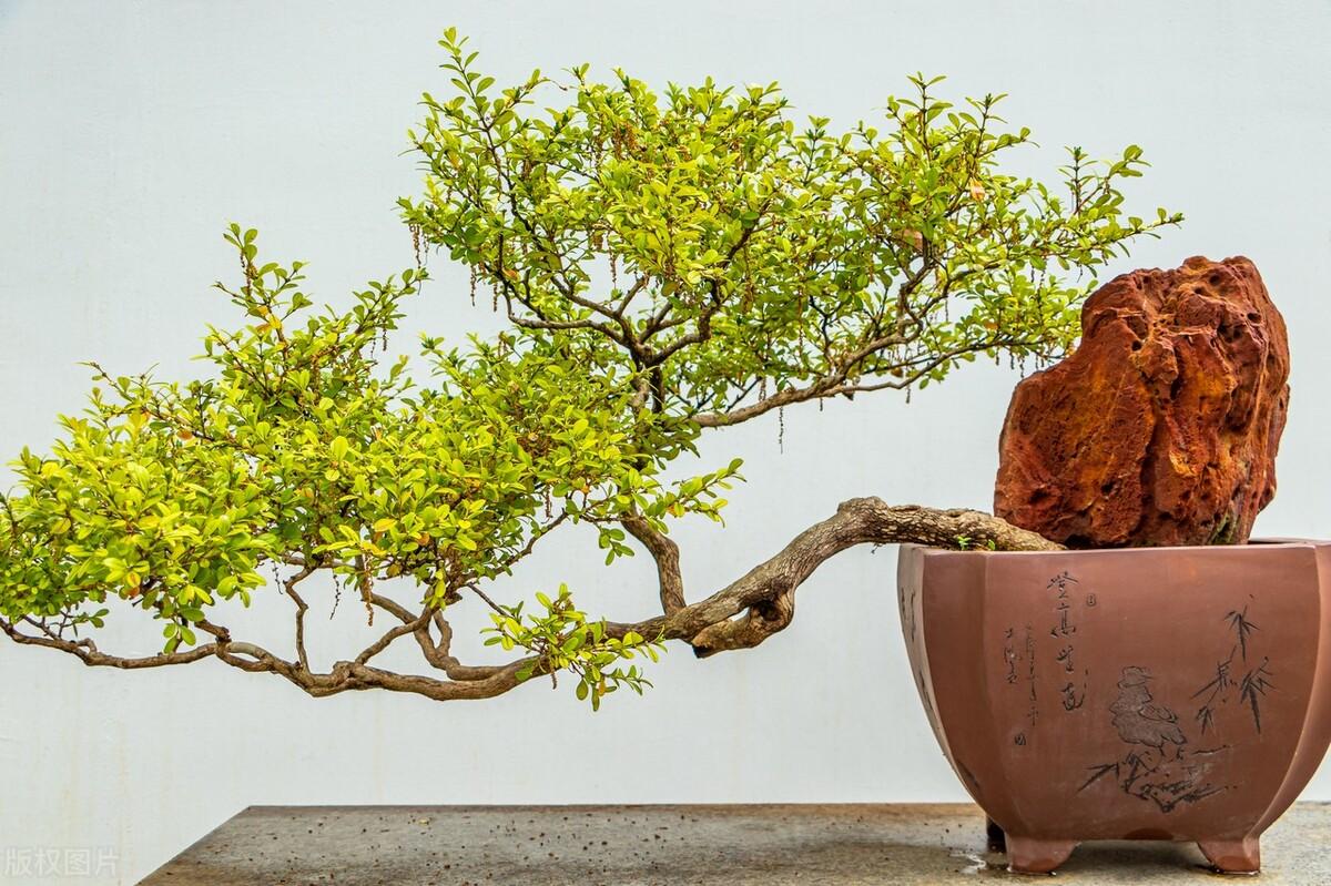 盘点庭院十大吉祥之树（家里种这10种树风水最好） 植物百科 第16张