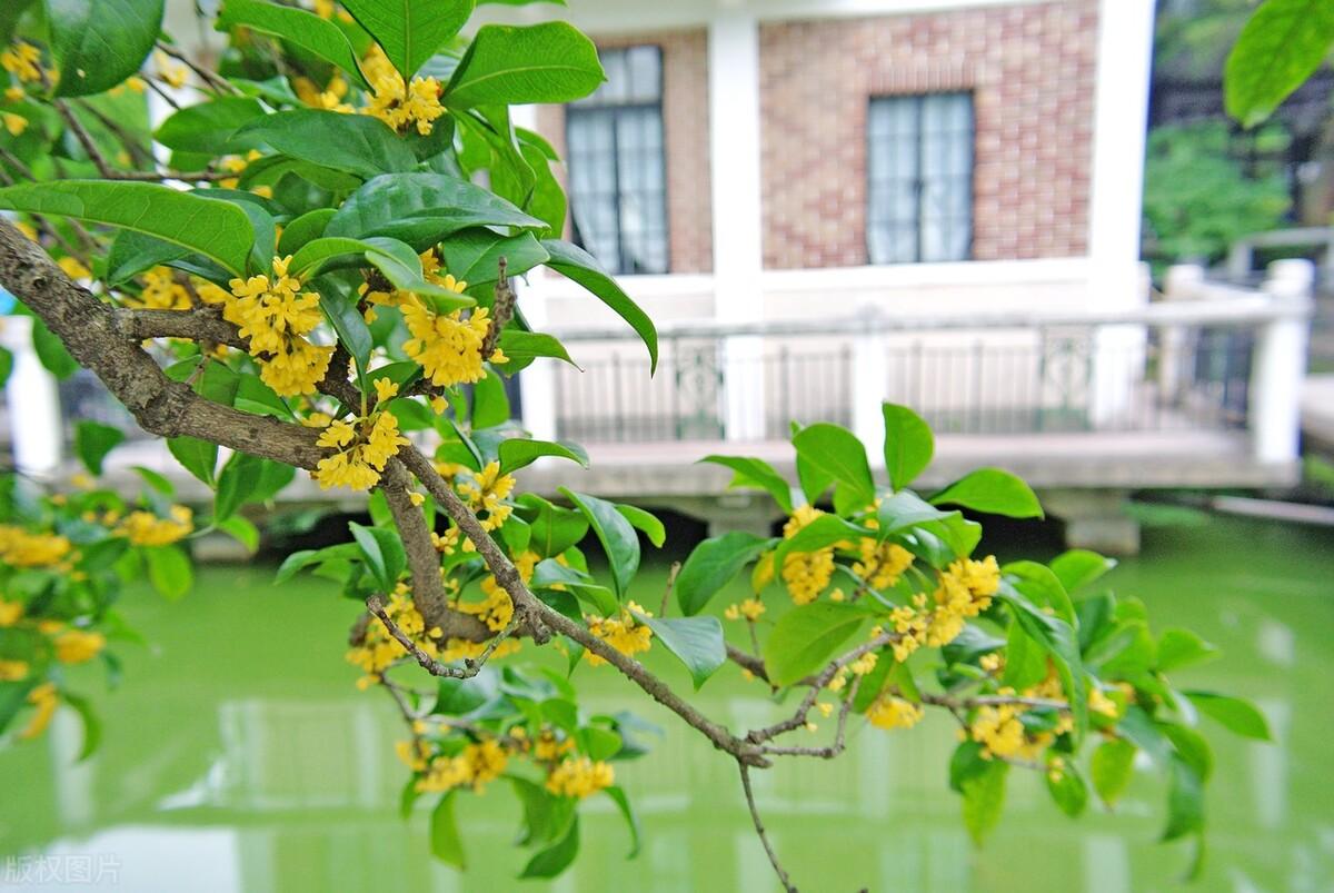 盘点庭院十大吉祥之树（家里种这10种树风水最好） 植物百科 第19张