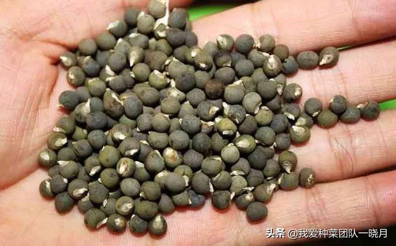 秋葵的种植方法和管理技术 绿植养护 第2张