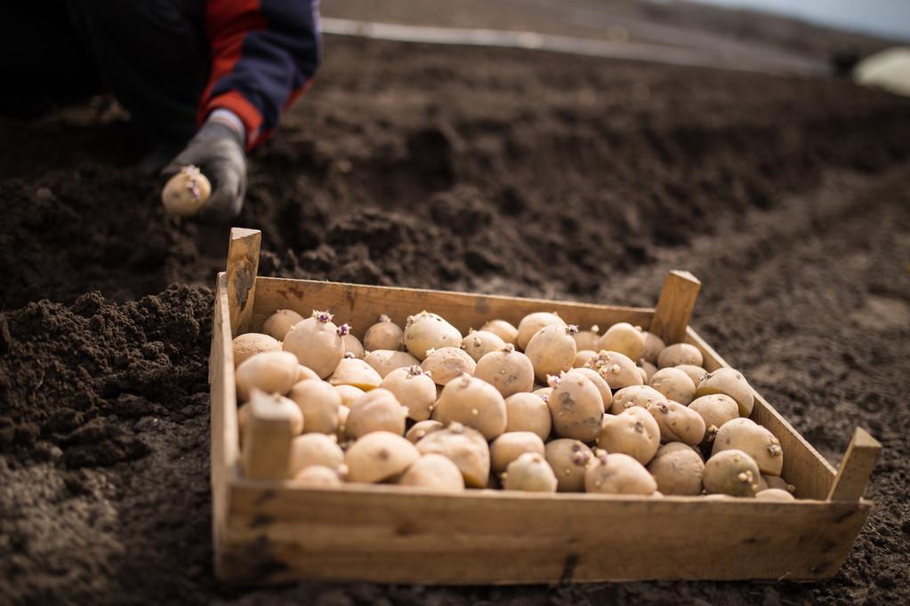 土豆什么时候种最合适（马铃薯种植时间和方法） 绿植养护 第2张