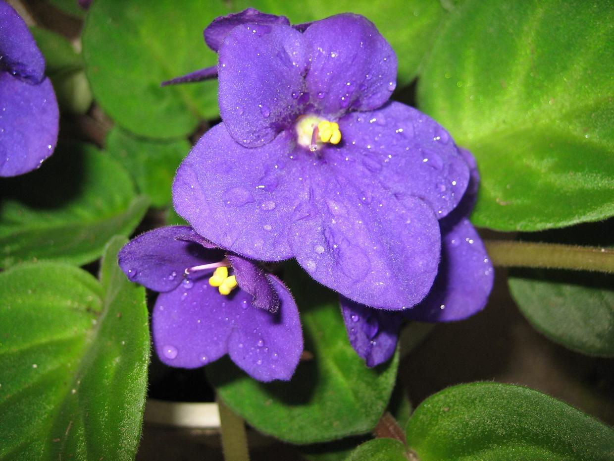 紫罗兰什么时候开花，紫罗兰不开花的原因和解决办法 养花知识 第1张