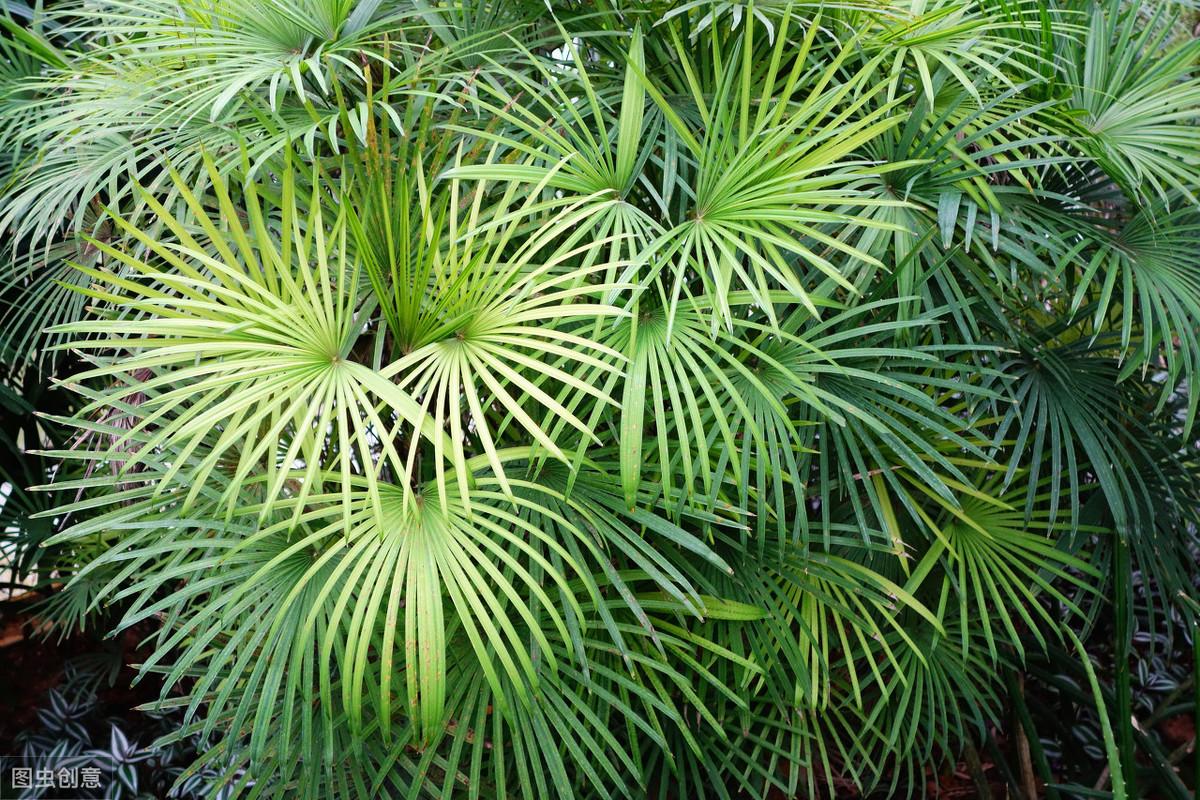 棕竹的养殖方法和注意事项 绿植养护 第3张