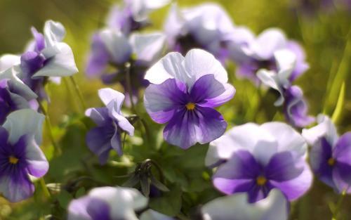 紫罗兰什么时候开花，紫罗兰不开花的原因和解决办法 养花知识 第3张