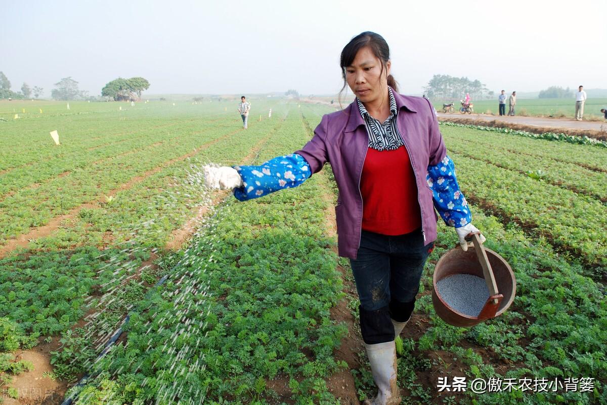 氮肥是什么肥（常见氮肥的分类、肥料特性与正确使用方法） 养花知识 第7张