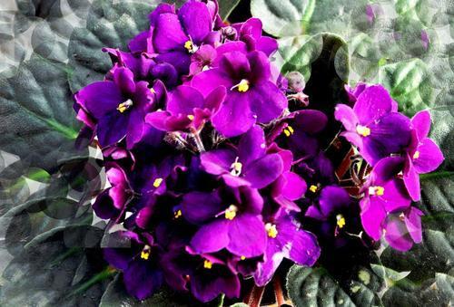 紫罗兰什么时候开花，紫罗兰不开花的原因和解决办法 养花知识 第5张