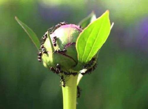 花盆里有蚂蚁怎么去除小妙招（快速清除花盆里的蚂蚁、蜗牛、蜈蚣） 养花知识 第2张