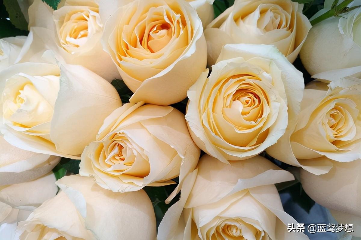 白玫瑰花语是什么（男生送女生白玫瑰什么意思） 植物百科 第3张
