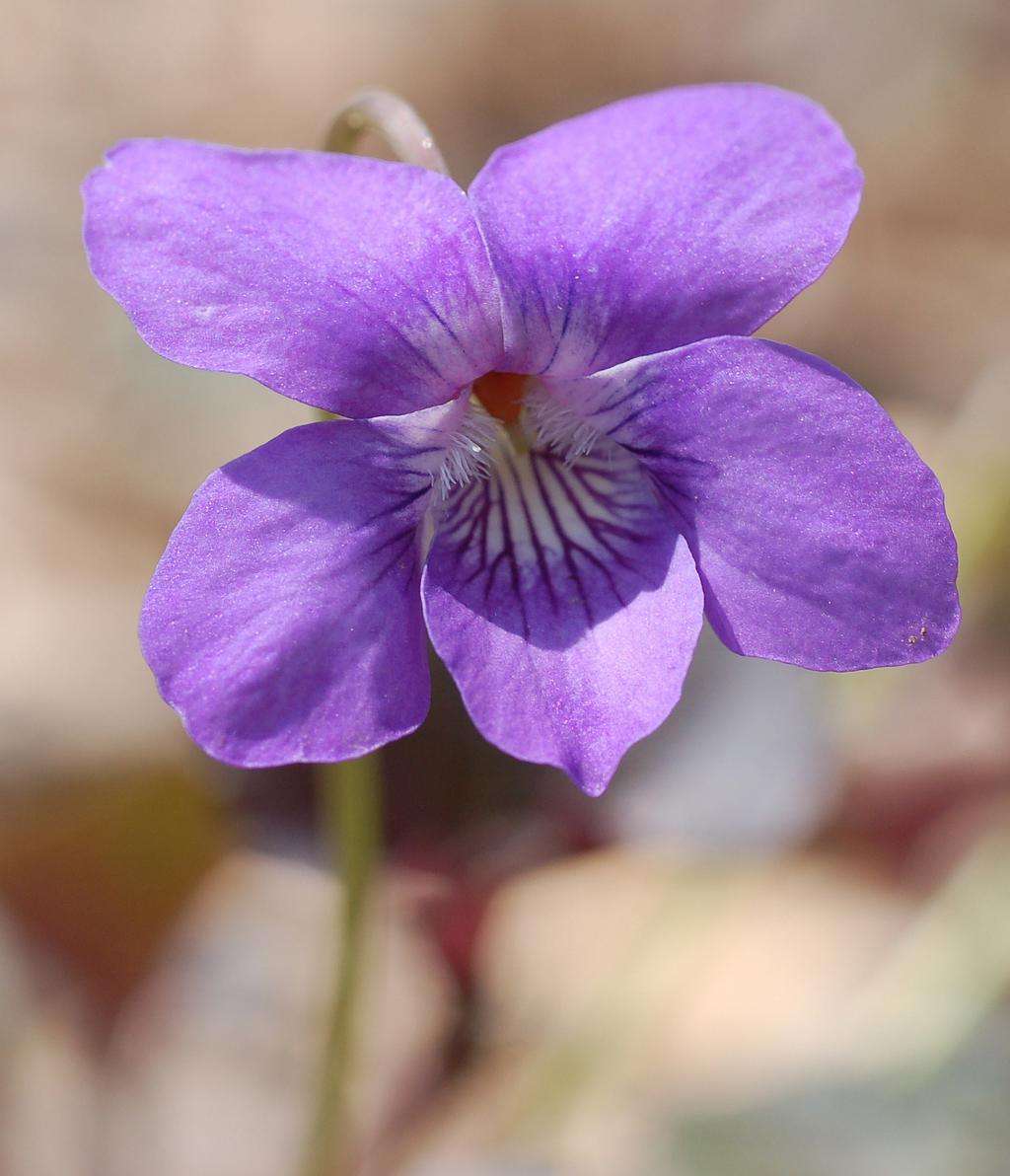 紫罗兰什么时候开花，紫罗兰不开花的原因和解决办法 养花知识 第4张