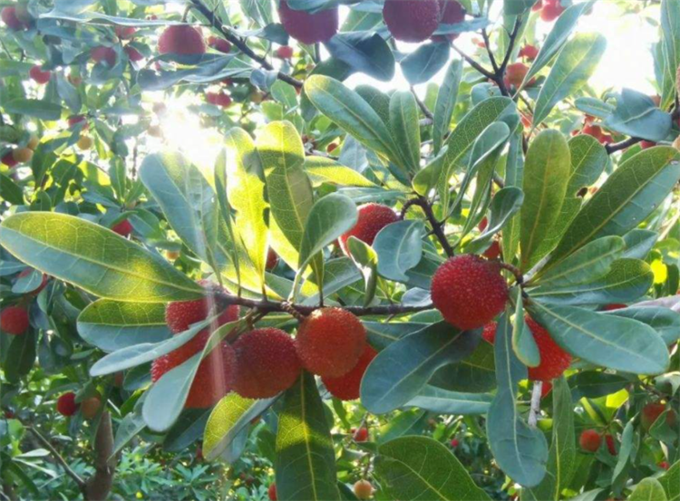 红土是酸性土壤还是碱性土壤（红土适合栽种什么植物） 养花知识 第5张