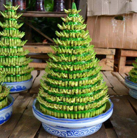 富贵竹烂根怎么处理（水培富贵竹叶子烂根发黄怎么救） 绿植养护 第5张