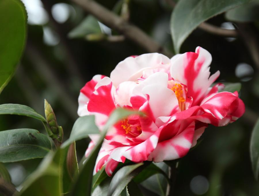 茶花开花期间怎么养护（茶花花期养护和管理） 养花知识 第3张