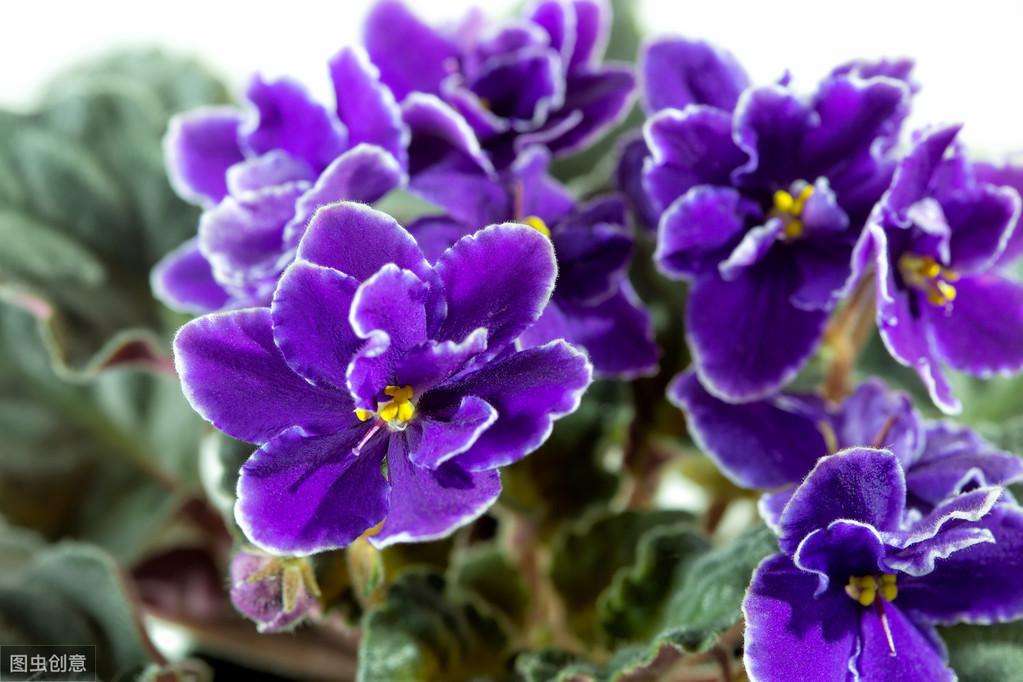 紫罗兰怎么养家庭养法（紫罗兰的养殖方法） 养花知识 第3张