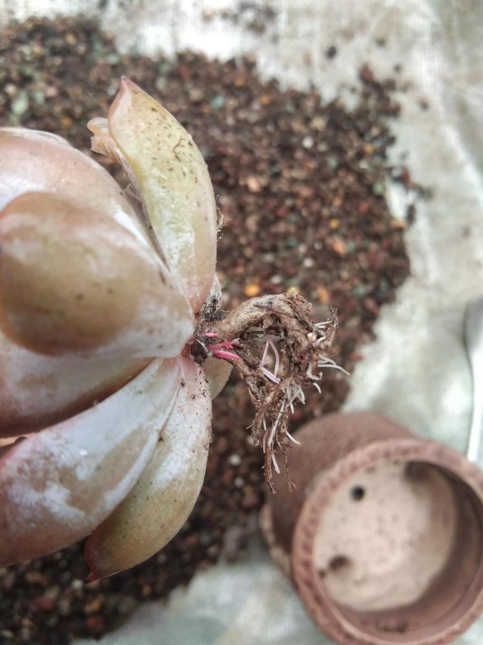 多肉怎么移植到花盆里（刚到的多肉怎么上盆） 多肉植物 第4张