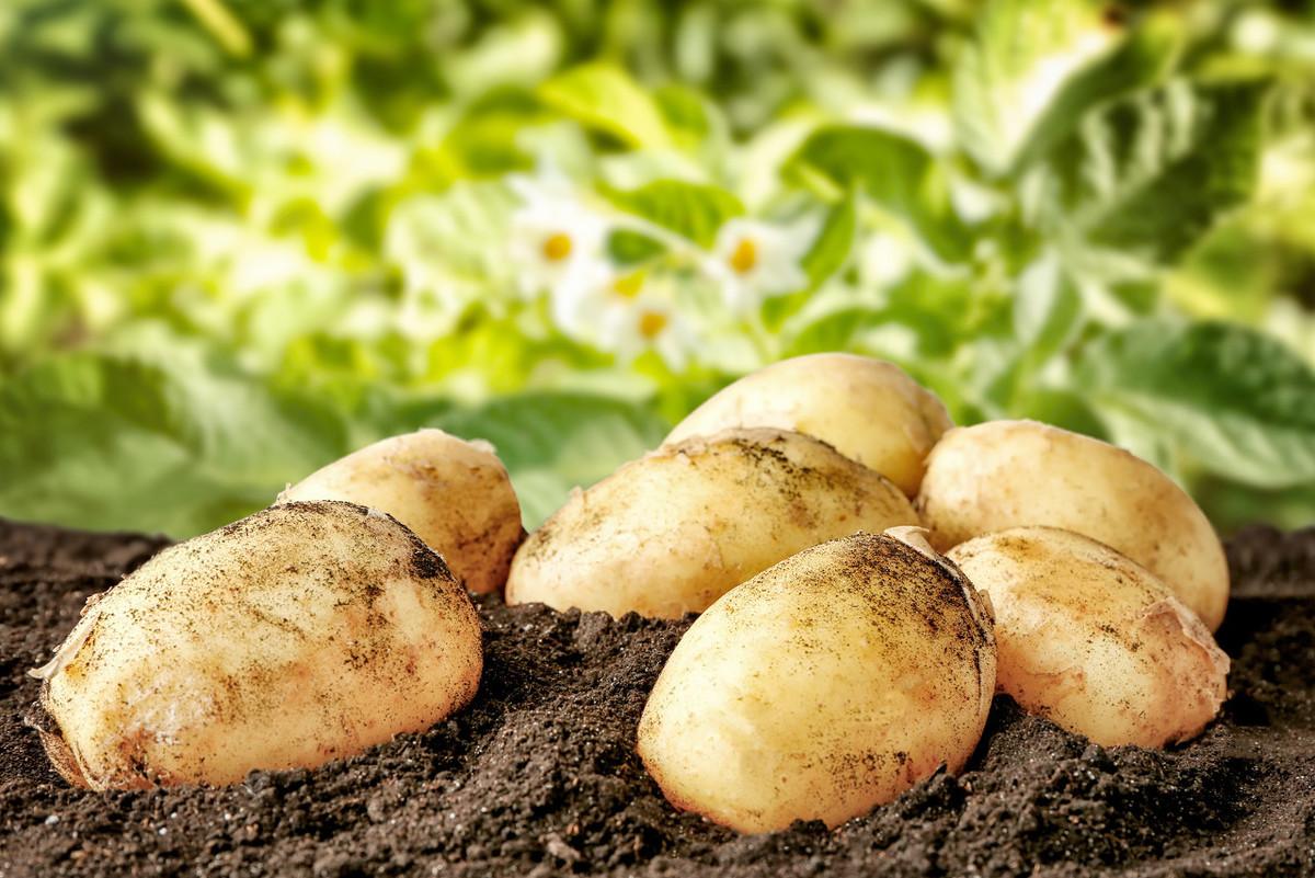 土豆什么时候种最合适（马铃薯种植时间和方法） 绿植养护 第4张
