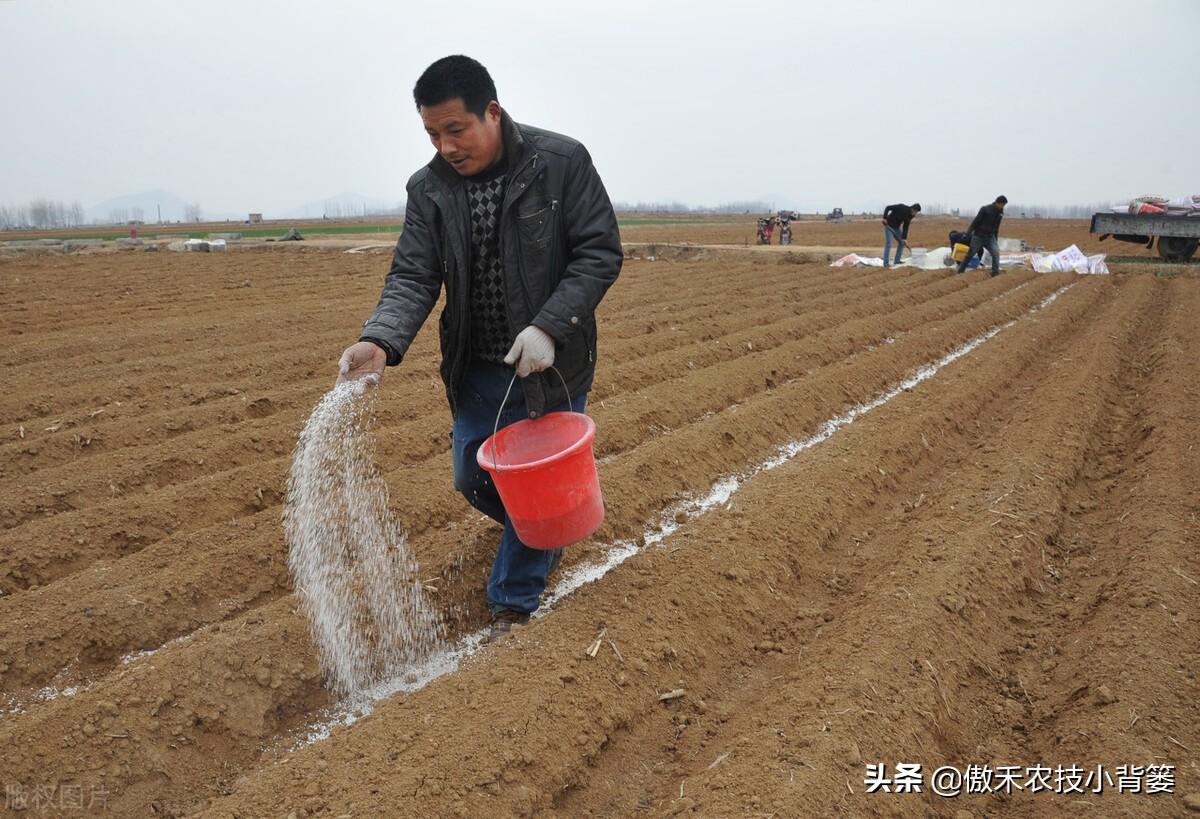 氮肥是什么肥（常见氮肥的分类、肥料特性与正确使用方法） 养花知识 第11张