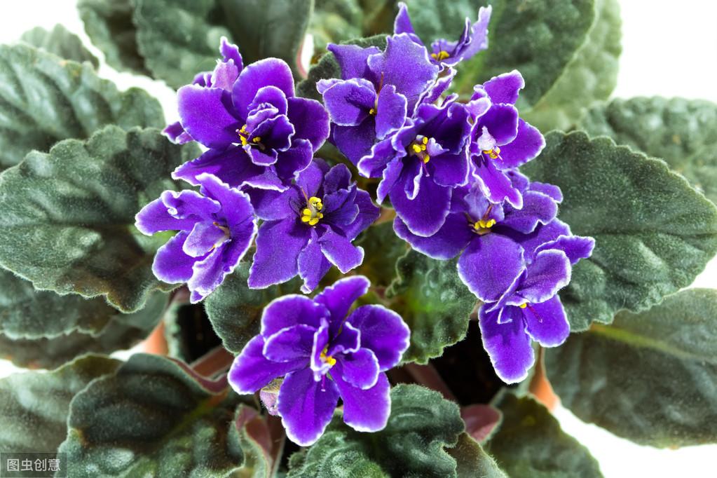 紫罗兰怎么养家庭养法（紫罗兰的养殖方法） 养花知识 第5张