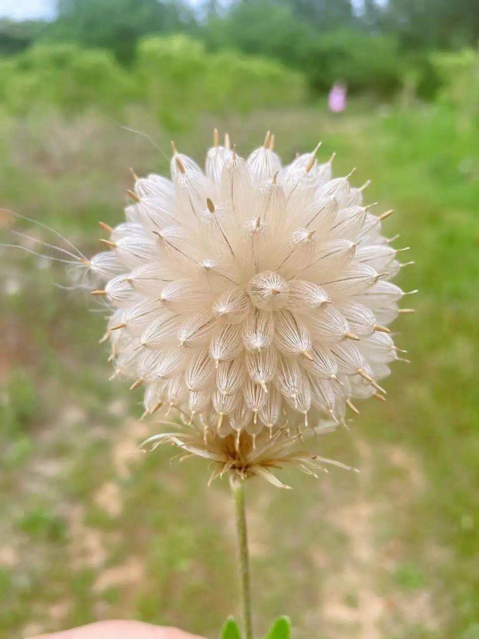 蒲公英什么时候开花（蒲公英花期多长时间） 养花知识 第1张