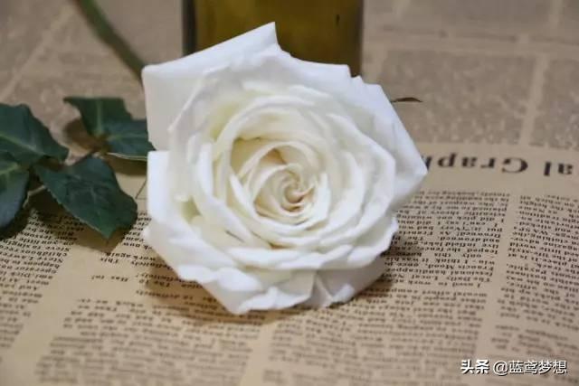 白玫瑰花语是什么（男生送女生白玫瑰什么意思） 植物百科 第2张