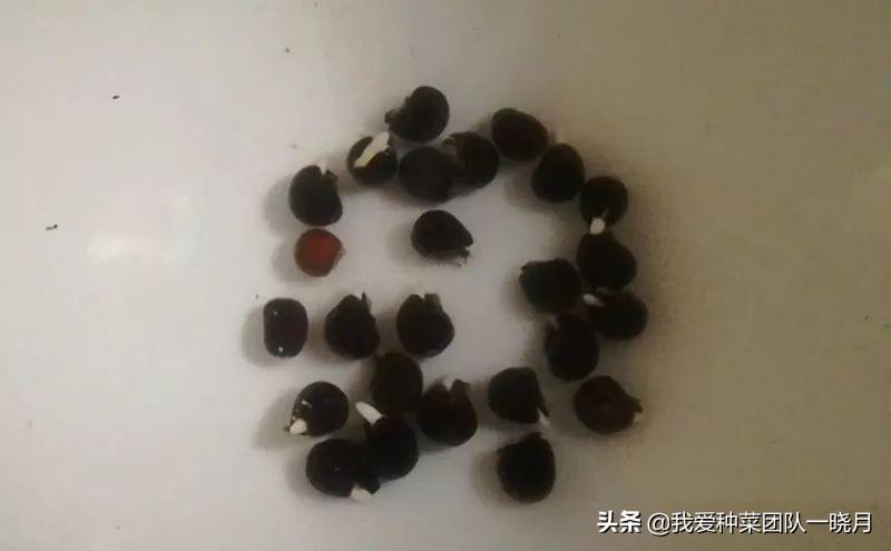 秋葵的种植方法和管理技术 绿植养护 第3张